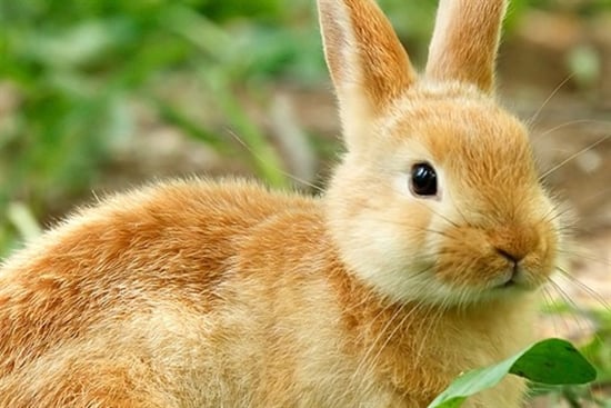 Appartement te 1000 Brussel (België) - Prijs &euro; 10.000.000