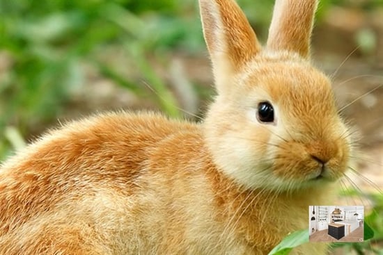 Maison à 1000 Brussel (Belgique) - Prix 1.187 &euro;