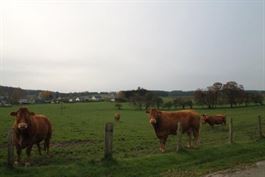 Villagrond Ardennen te koop te PALISEUL (6852)