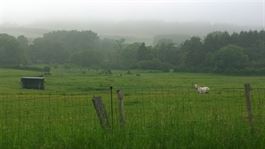 Villagrond Ardennen te koop te WELLIN () Villagrond Ardennen te koop te WELLIN ()