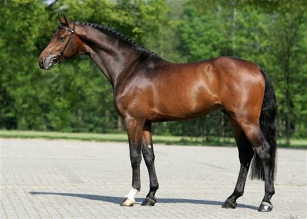 Horse breeding, stud farm on ± 6 ha (15 acre) pasture