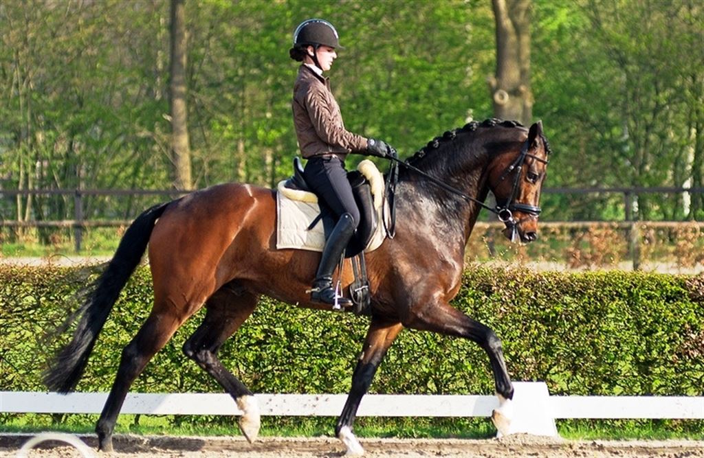 Horse farm with residence
