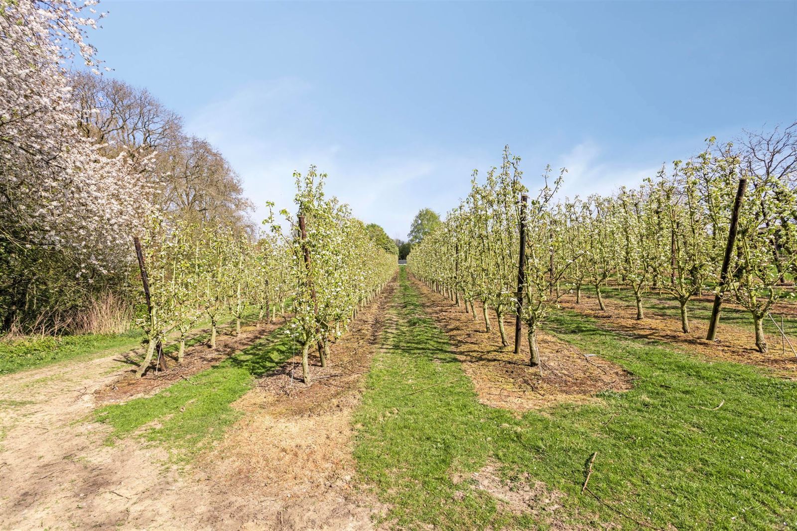 FOTO’S 3 : Bouwgrond te 1674 BELLINGEN (België) - Prijs € 199.000
