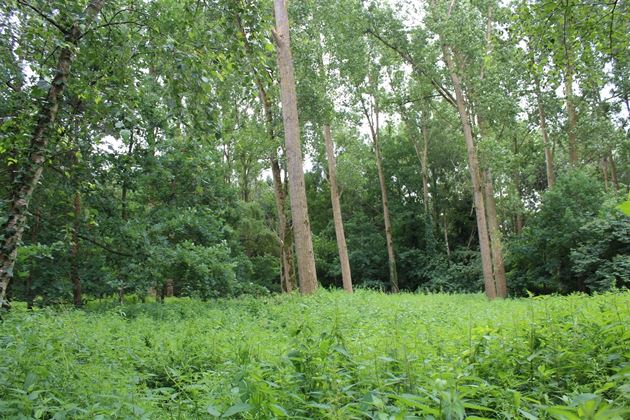 Grond te 2930 BRASSCHAAT (België) - Prijs € 45.000