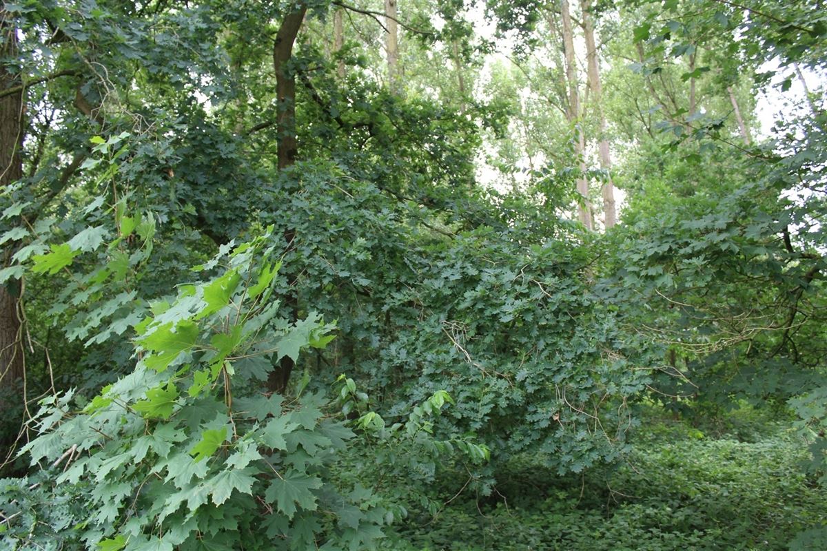 Foto 3 : Grond te 2930 BRASSCHAAT (België) - Prijs € 45.000
