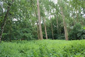 Foto 1 : Grond te 2930 BRASSCHAAT (België) - Prijs € 45.000