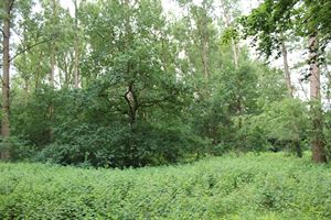 Foto 2 : Grond te 2930 BRASSCHAAT (België) - Prijs € 45.000