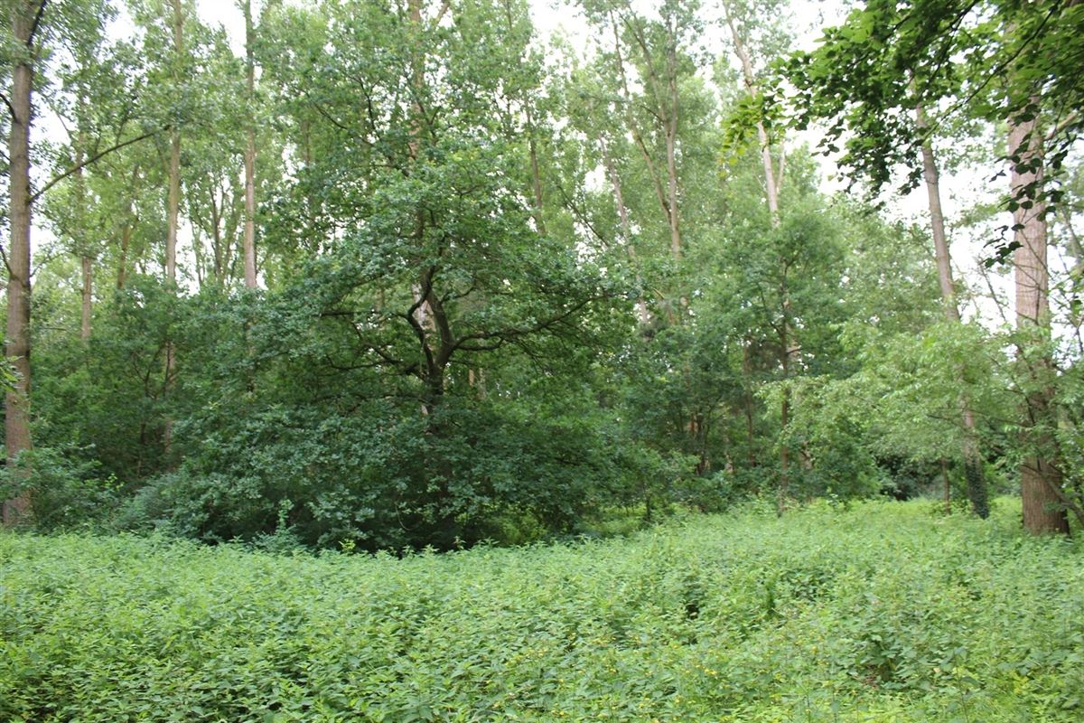 Foto 2 : Grond te 2930 BRASSCHAAT (België) - Prijs € 45.000