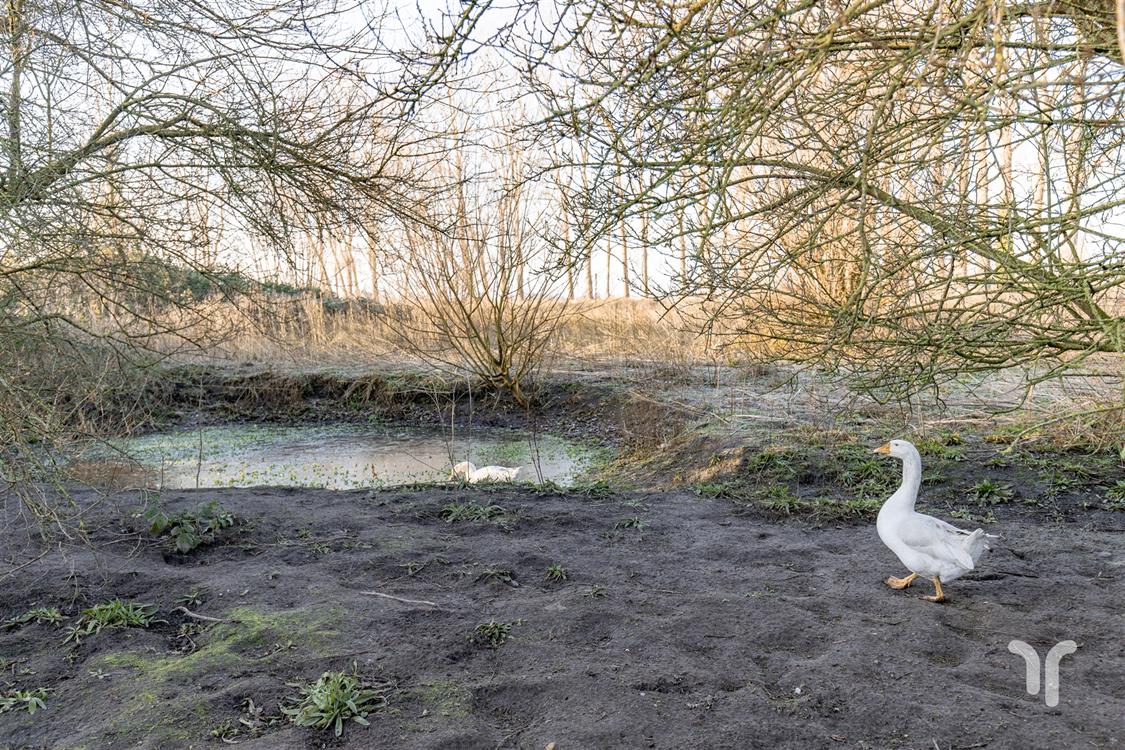 Bouwgrond in Jabbeke - foto 7