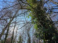 Foto 4 : Bouwgrond te 9255 BUGGENHOUT (België) - Prijs &euro; 390.000