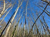 Foto 3 : Bouwgrond te 9255 BUGGENHOUT (België) - Prijs &euro; 390.000