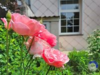 Image 70 : Maison à 7000 MONS (Belgique) - Prix 180.000 €