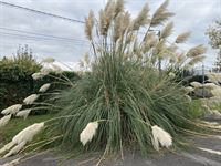 Image 24 : Villa à 59138 BACHANT (France) - Prix 259.000 € Image 24 : Villa à 59138 BACHANT (France) - Prix 259.000 €