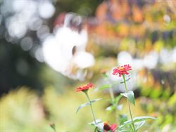 In een rustige, residentiële straat vind je deze perfect onderhouden woning uit 1977. 
Sinds de bouw werd deze met zorg bewoond door de eerste eigen...