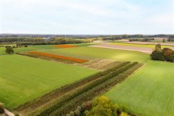 In een rustige, charmante straat in Hillegem (Diepestraat), op wandelafstand van de dorpskern en de kerk, vind je dit prachtig perceel bouwgrond van 7...