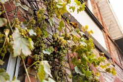 Ontdek deze charmante woning met 3 slaapkamers, op een boogscheut van Gent-centrum. Dit pand biedt enorm veel potentieel voor wie op zoek is naar een ...