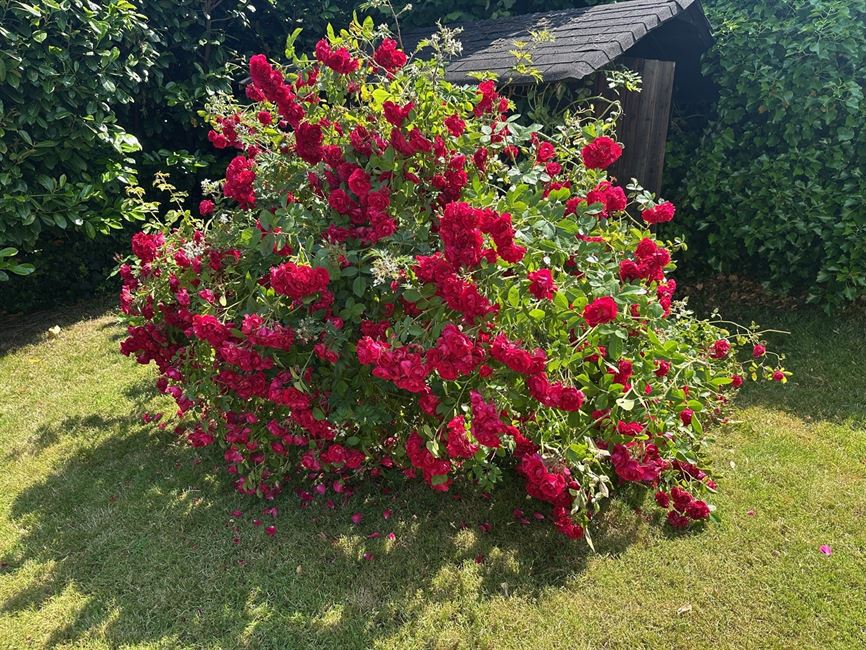 Belle villa 5/6 ch, ok prof.lib. Localisation TOP !