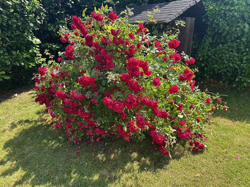 DEJA SOUS OPTION 12/12/2025 !!!!