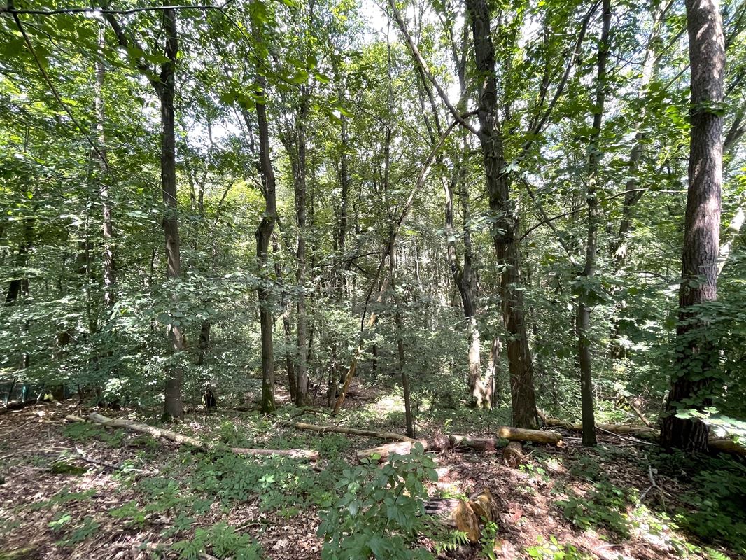 Magnifique terrain boisé dans un "clos privatif"