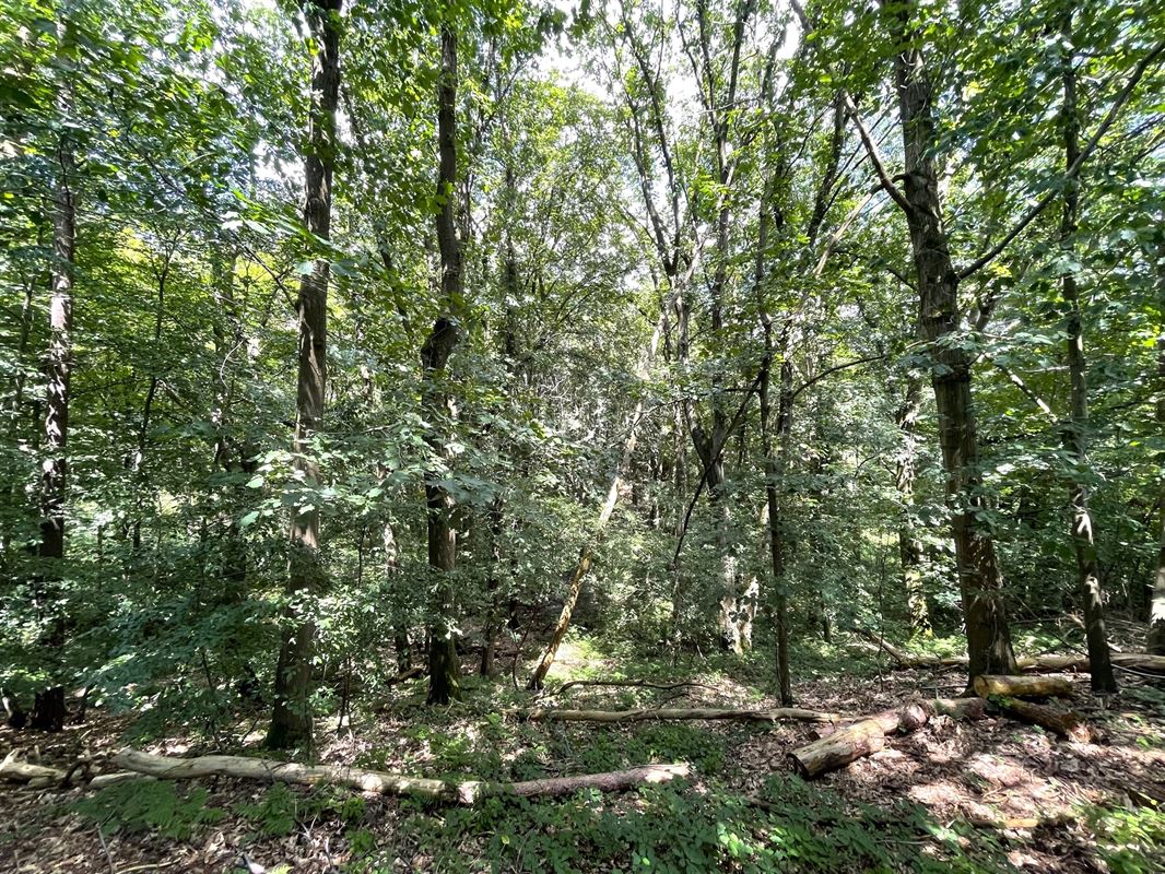 Magnifique terrain boisé dans un "clos privatif"