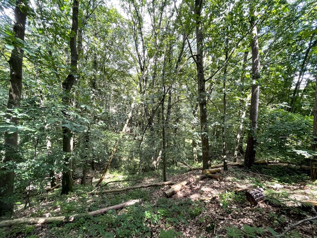 Magnifique terrain boisé dans un "clos privatif"