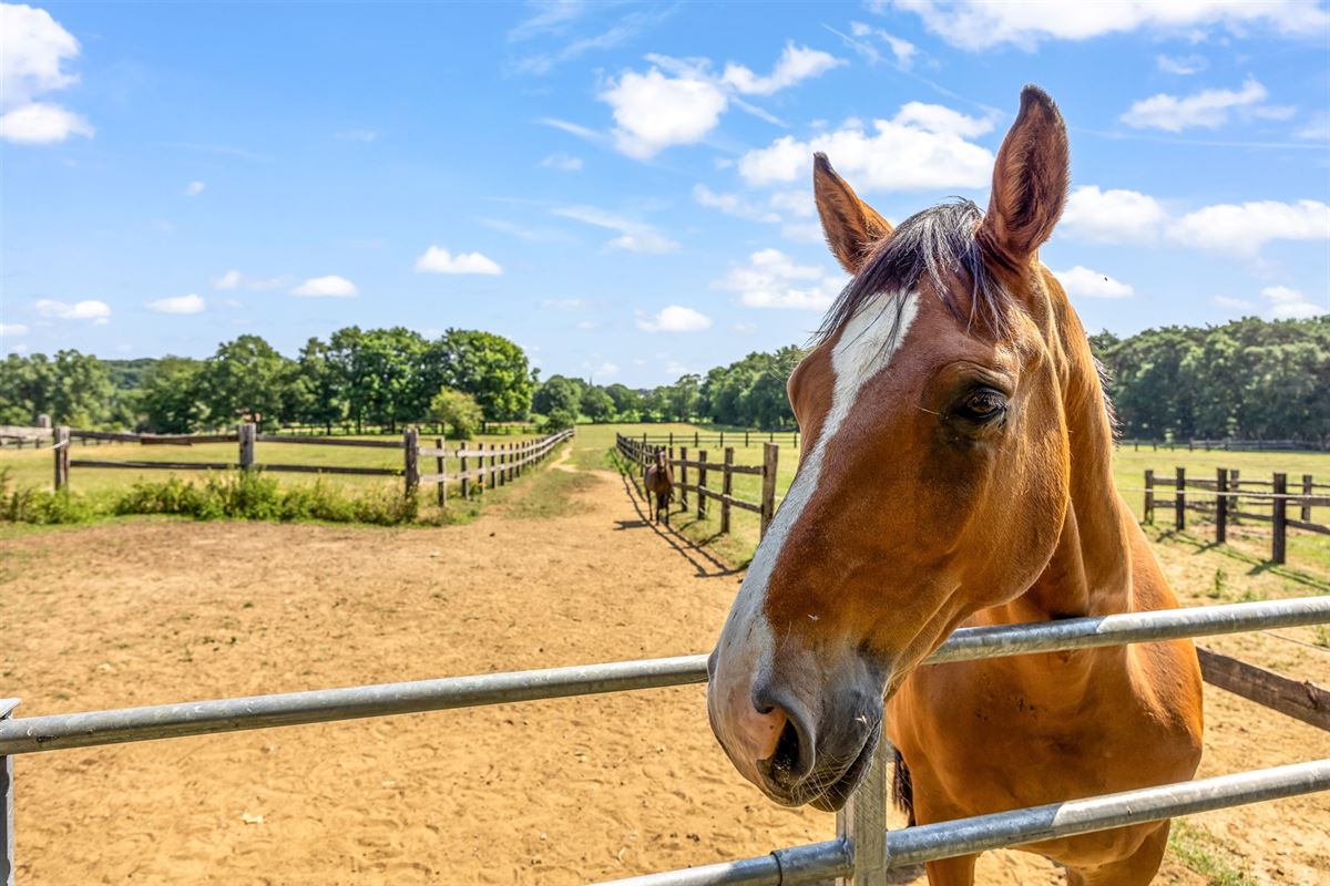 UNIEKE EIGENDOM MET 24 PAARDENSTALLEN EN BINNENPISTE OP CA 10 HECTARE TE PAAL-BERINGEN