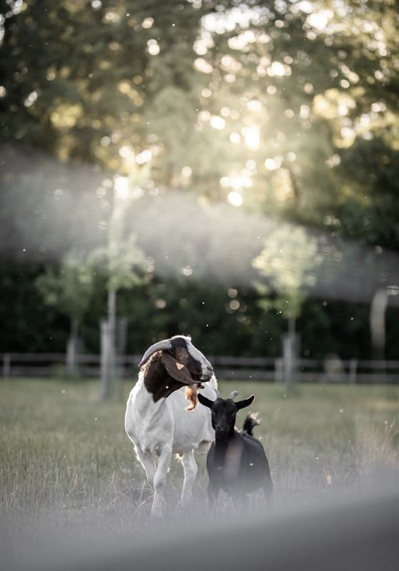 Image 74 : Château à 1640 SINT-GENESIUS-RODE (Belgique) - Prix Prix sur demande