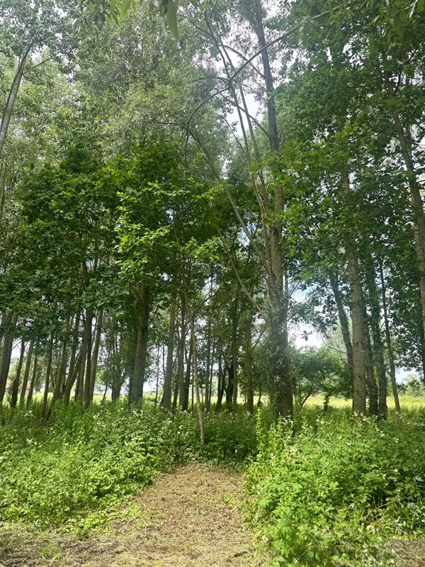 Bosgrond van 2 hectare 15 are 25 centiare.