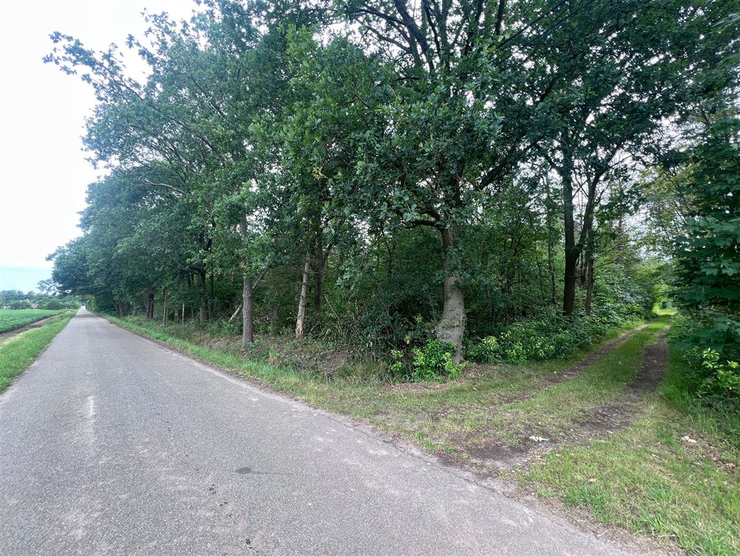Bosperceel van 6.340 m² op rustige ligging te Oud-Turnhout