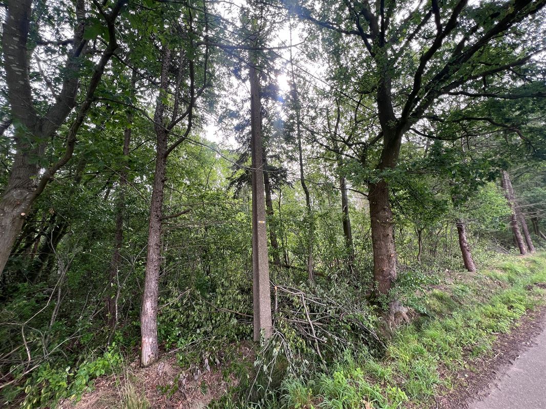 Bosperceel van 6.340 m² op rustige ligging te Oud-Turnhout