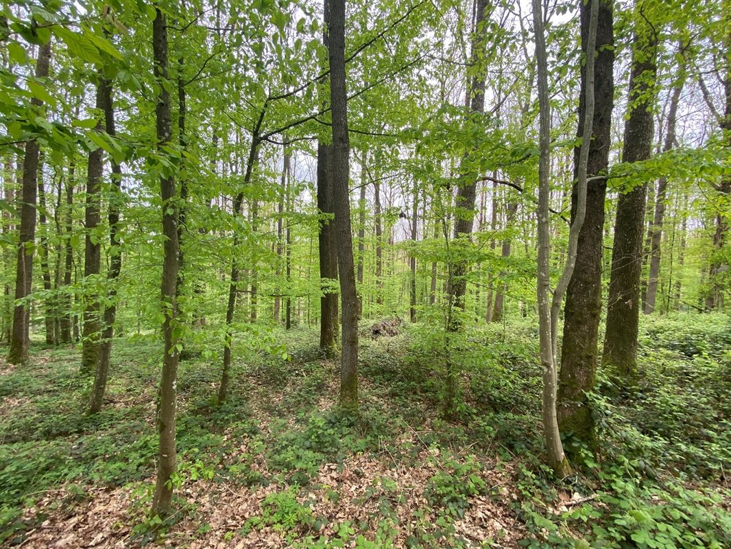 Magnifique terrain disposant d'une façade de 45 mètres !