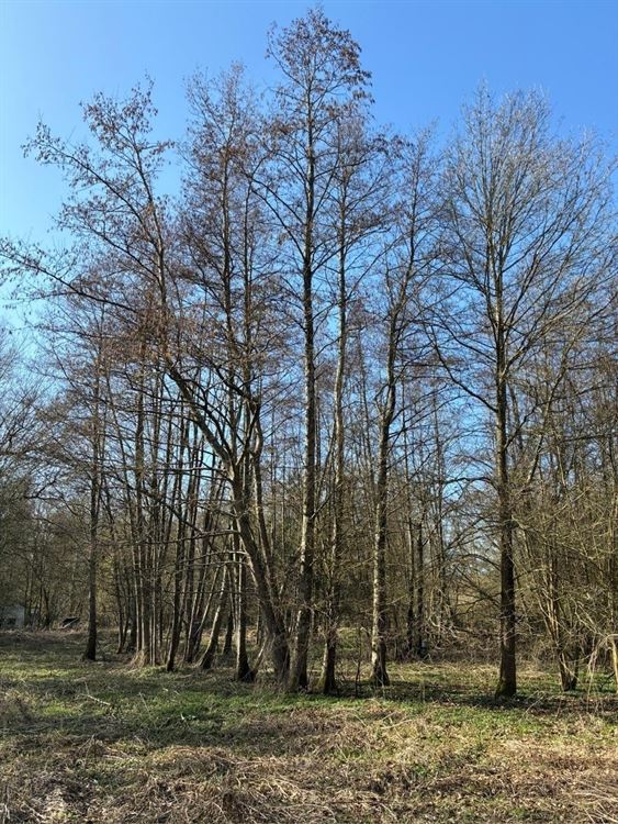 4 PARCELLES (75ARES45CA) DE PRE, PATURE ET TERRE VAINE ET VAGUE