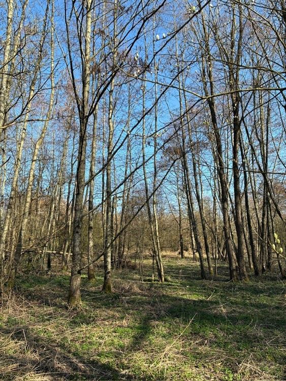 4 PARCELLES (75ARES45CA) DE PRE, PATURE ET TERRE VAINE ET VAGUE