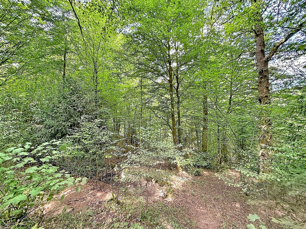 PETIT COIN DE PARADIS AU CŒUR DE LA NATURE