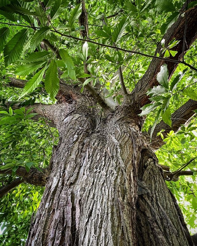 PASTORIE ST-AGATHA parochie LANDSKOUTER op een perceel van 664m²