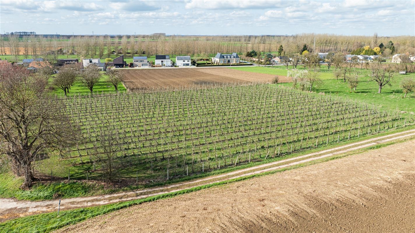 Laagstammige boomgaard in Sint-Truiden.