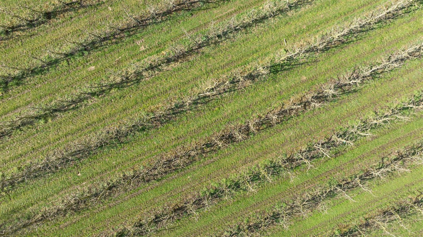 Laagstammige boomgaard in Sint-Truiden.