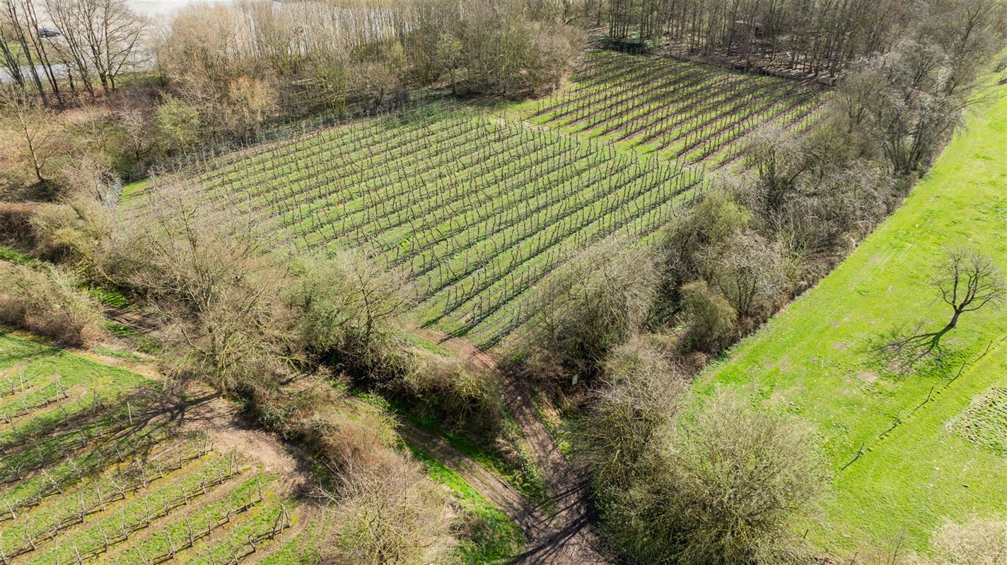 Boomgaard gelegen in Sint-Truiden.