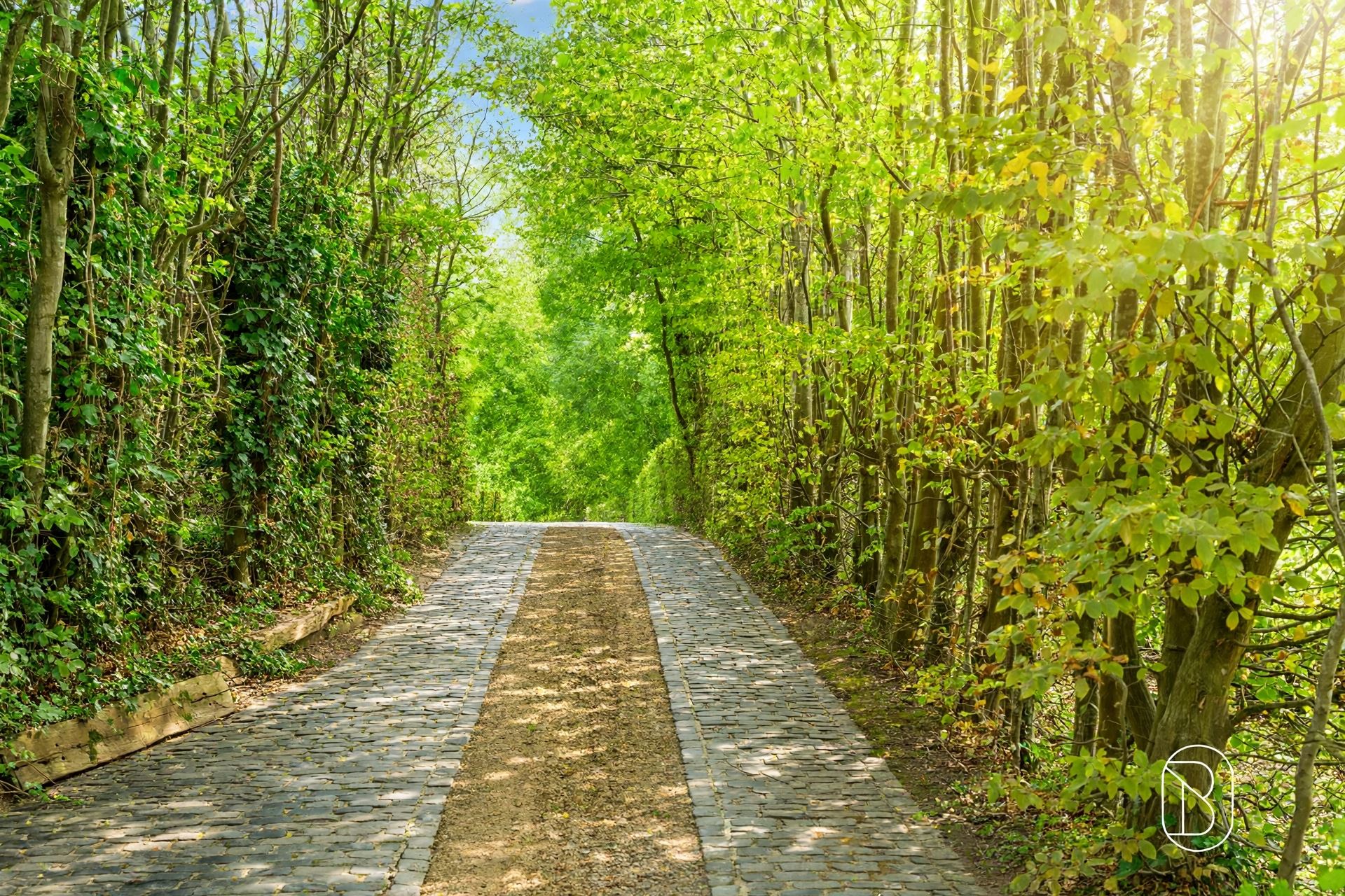 tree-lined-cobblestone-driveway