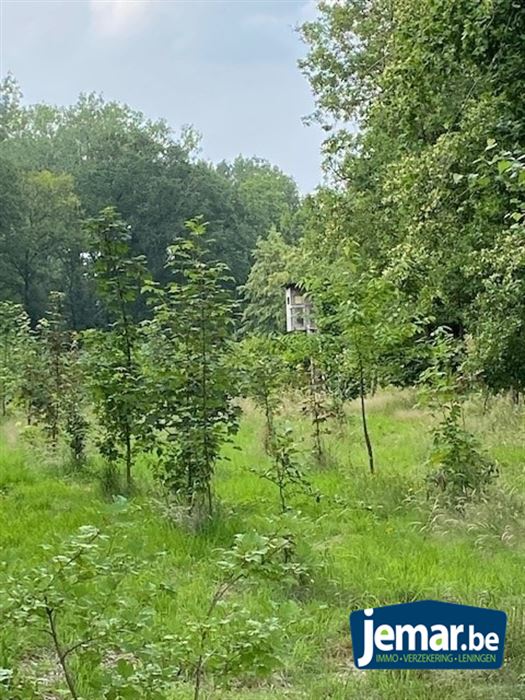 Prachtig perceel bosgrond van +/- 25 are te Oudsbergen