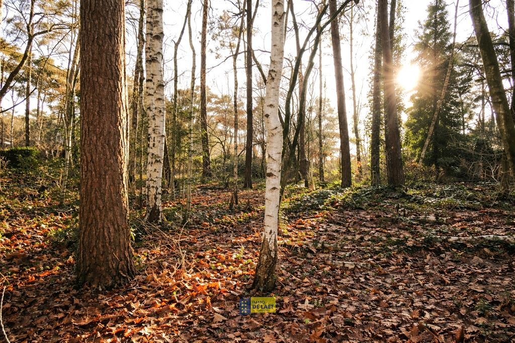 Chalet in Wuustwezel - foto 10