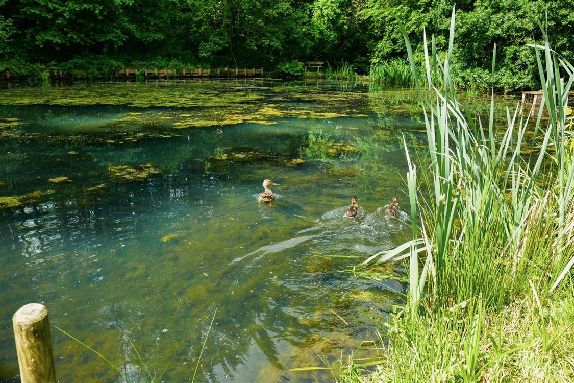Villa/maison/ferme à DAVE (5 chambres)