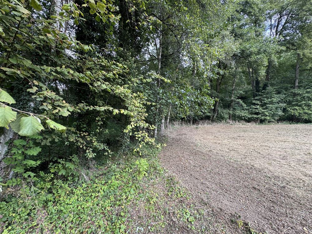 Terrain à ARBRE (0 chambre)