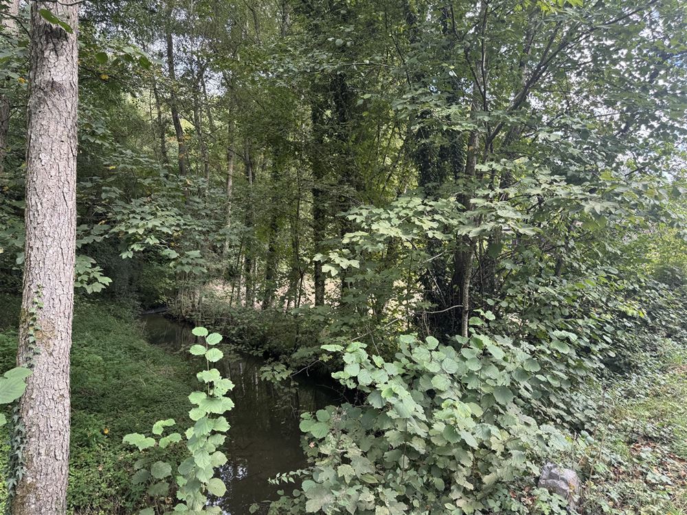 Terrain à ARBRE (0 chambre)