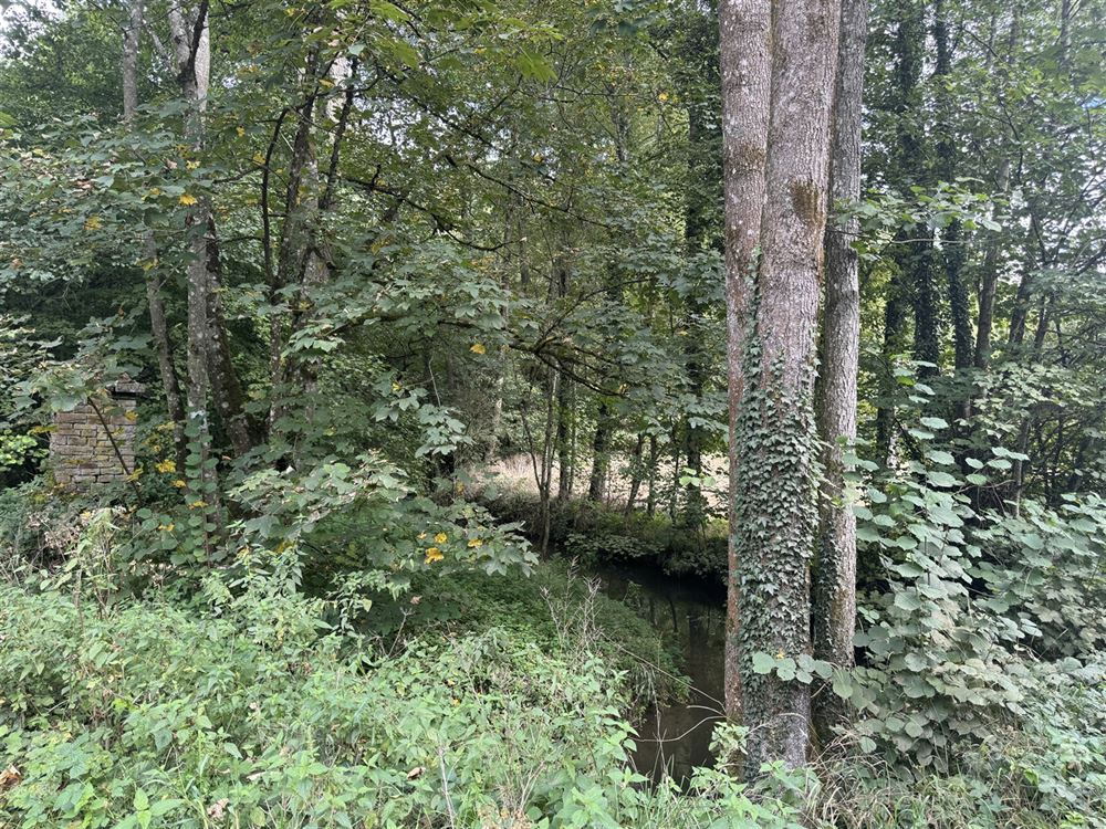 Terrain à ARBRE (0 chambre)